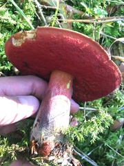 Neoboletus