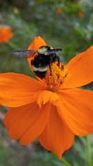 Bombus medius