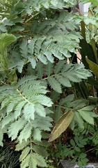 Melianthus major