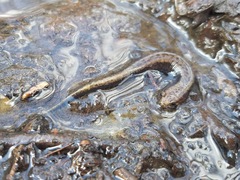Desmognathus ochrophaeus