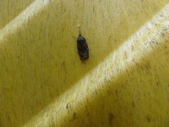 Choristoneura fumiferana