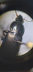 Poecilus lucublandus