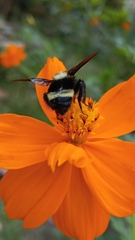 Bombus medius