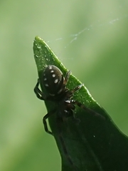 Nurscia albomaculata