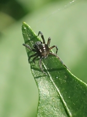 Nurscia albomaculata