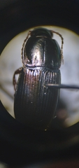Poecilus lucublandus