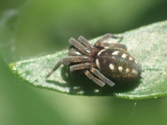 Nurscia albomaculata