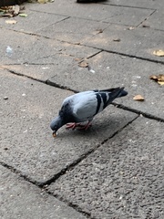 Columba livia domestica