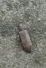 Trichoferus holosericeus