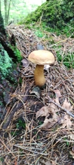 Retiboletus griseus