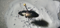 Poecilus lucublandus