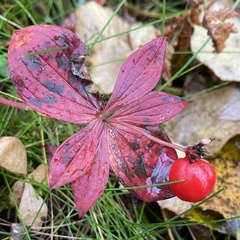 Cornus suecica