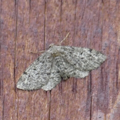 Hypagyrtis piniata