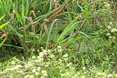 Laterallus melanophaius