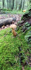 Retiboletus griseus