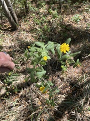 Grindelia adenodonta