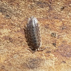 Oniscus asellus asellus