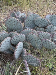 Opuntia macrocentra