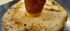 Retiboletus griseus