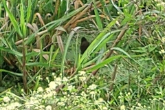 Laterallus melanophaius