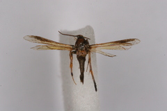 Sophona pedipennula