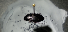 Poecilus lucublandus