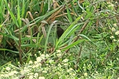 Laterallus melanophaius