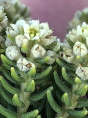 Phylica axillaris maritima