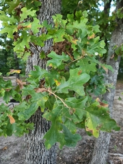 Quercus margaretiae