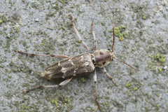 Xylotrechus smei