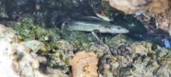 Emoia atrocostata
