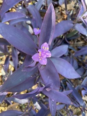 Tradescantia pallida