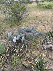 Opuntia macrocentra