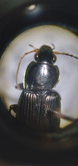 Poecilus lucublandus