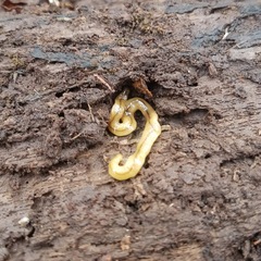 Bipalium adventitium