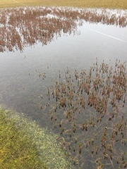 Ranunculus gmelinii gmelinii