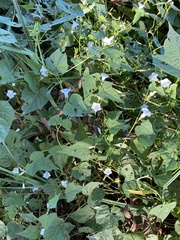 Ipomoea lacunosa