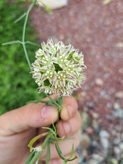 Funastrum heterophyllum