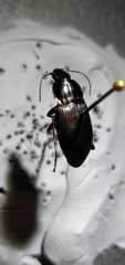 Poecilus lucublandus