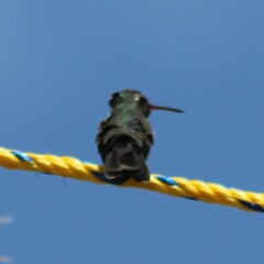 Cynanthus latirostris