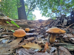 Boletus auripes