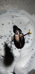 Poecilus lucublandus