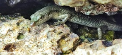 Emoia atrocostata