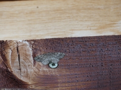 Hypagyrtis piniata
