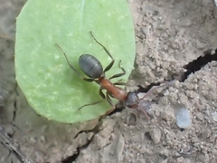 Formica rufibarbis