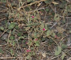 Boerhavia coccinea