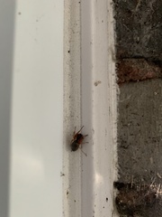 Dysdera crocata