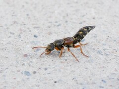 Staphylinus caesareus