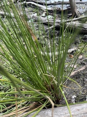 Eleocharis obtusa