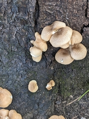 Lentinus tigrinus